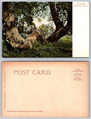 Vintage neath the sycamore - the,
