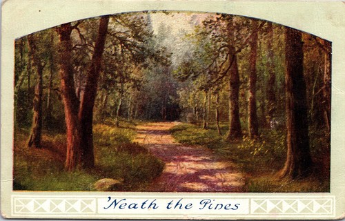 Neath the pines - neath, scenic